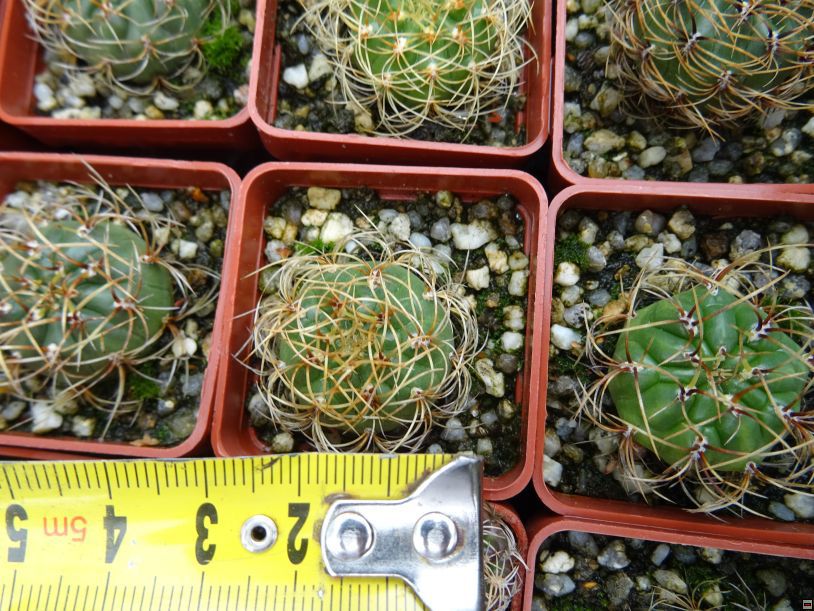 Submatucana aureiflora 25-velikost.jpg